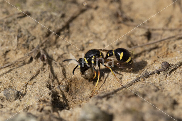 Potter Wasp (Eumenes spec.)