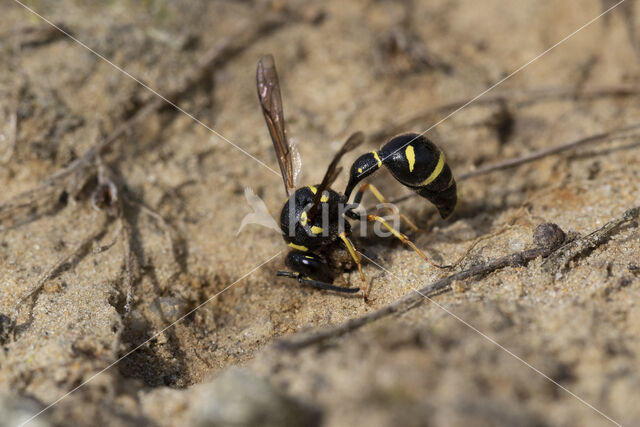 Potter Wasp (Eumenes spec.)