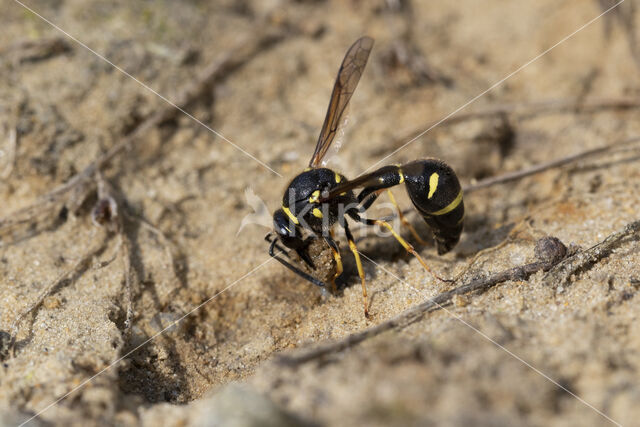 Urntjeswesp (Eumenes spec.)