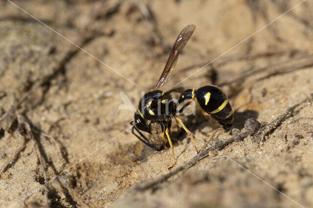 Potter Wasp (Eumenes spec.)