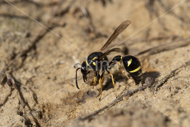 Potter Wasp (Eumenes spec.)