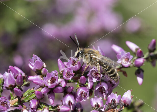 Heidezandbij (Andrena fuscipes)