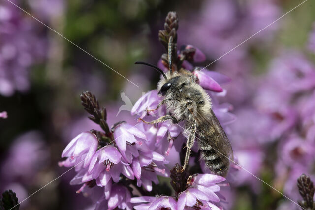 Heidezandbij (Andrena fuscipes)