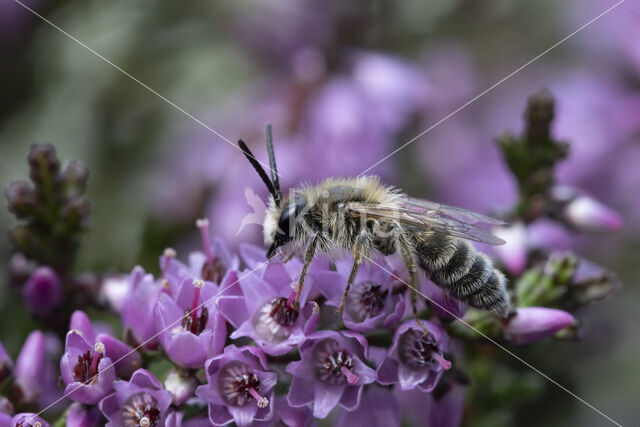 Heidezandbij (Andrena fuscipes)