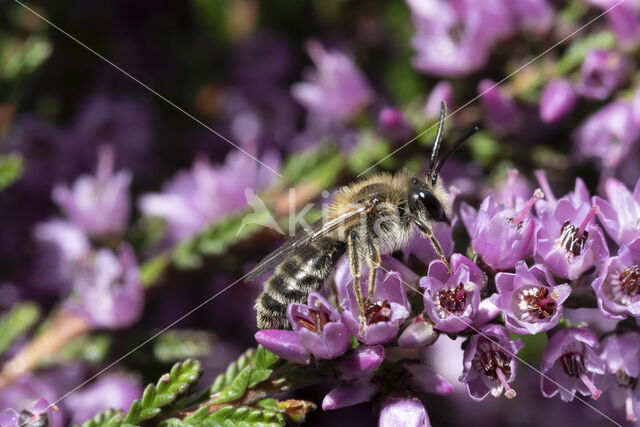 Heidezandbij (Andrena fuscipes)