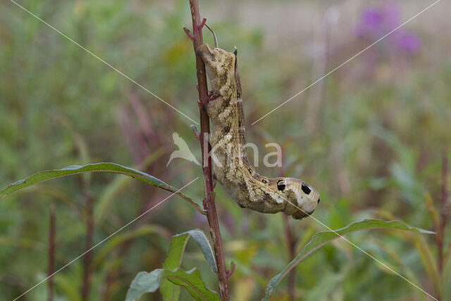 Groot avondrood (Deilephila elpenor)