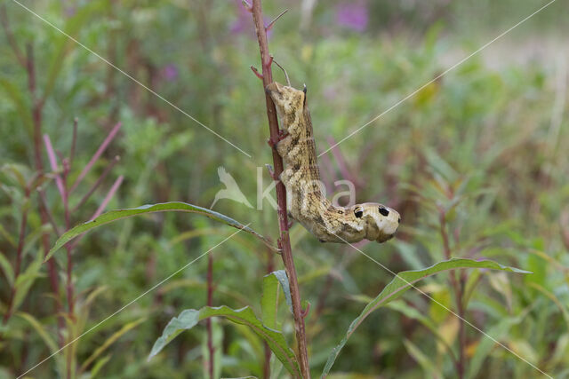 Groot avondrood (Deilephila elpenor)