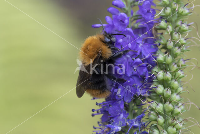 Common Carder Bee (Bombus agrorum)