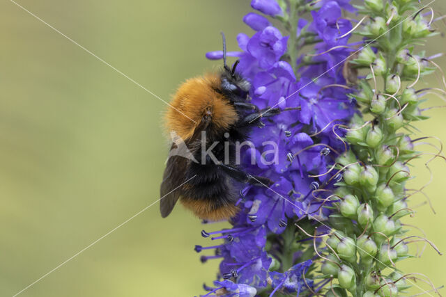 Akkerhommel (Bombus agrorum)