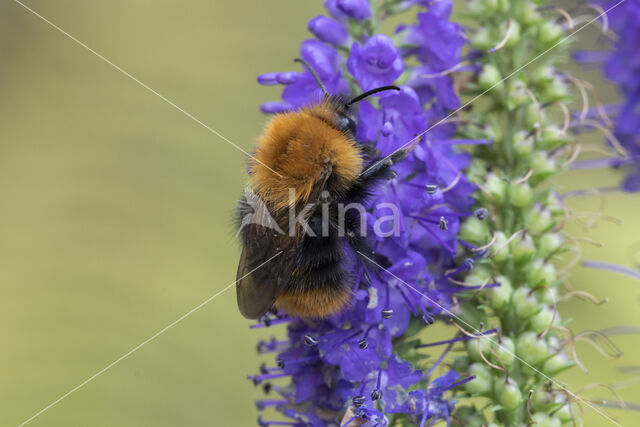 Akkerhommel (Bombus agrorum)