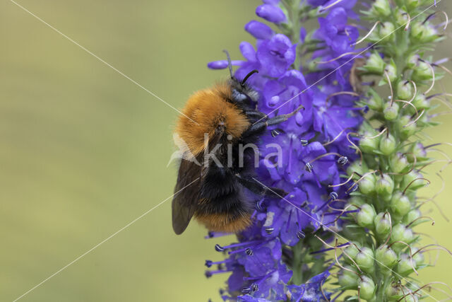 Common Carder Bee (Bombus agrorum)