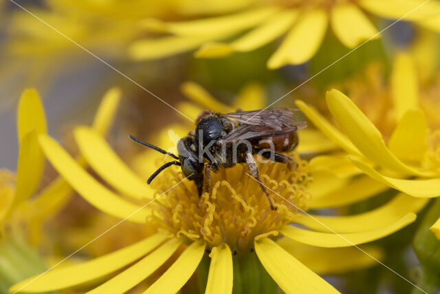 Cleptoparasitic Bee (Epeoloides coecutiens)