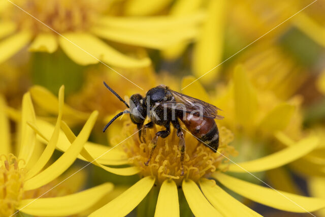 Cleptoparasitic Bee (Epeoloides coecutiens)