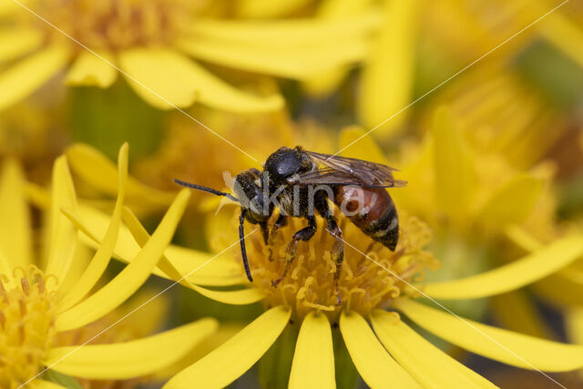 Bonte viltbij (Epeoloides coecutiens)