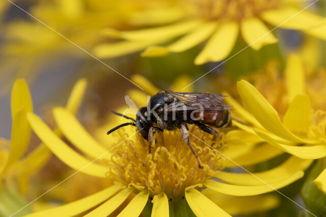 Bonte viltbij (Epeoloides coecutiens)