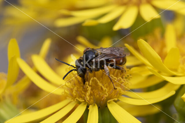 Bonte viltbij (Epeoloides coecutiens)