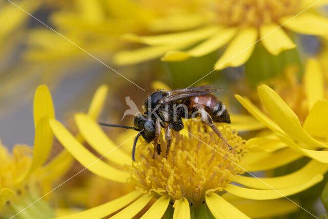 Bonte viltbij (Epeoloides coecutiens)