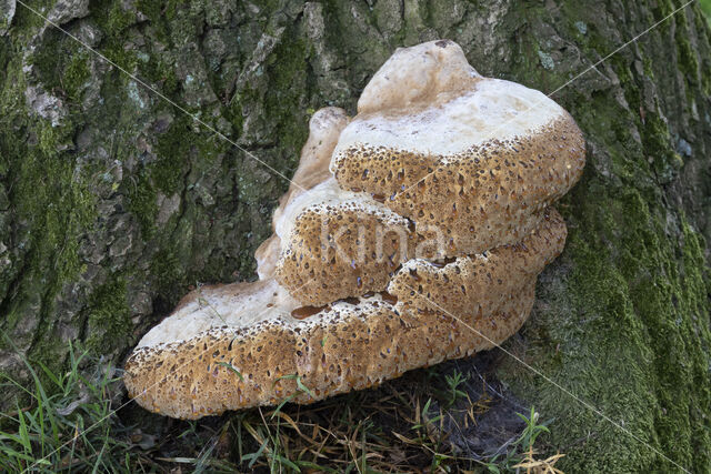 Oak Bracket (Inonotus dryadeus)