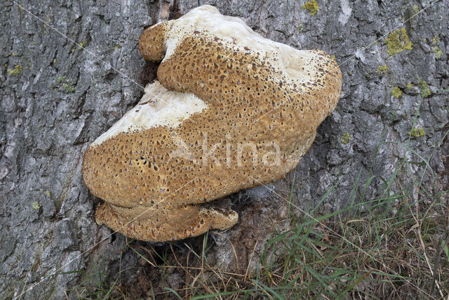 Oak Bracket (Inonotus dryadeus)