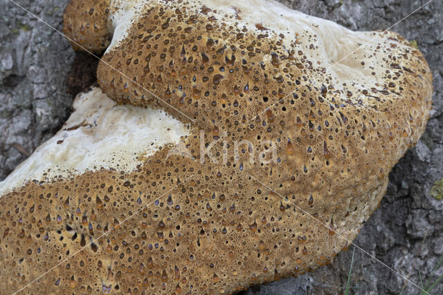 Oak Bracket (Inonotus dryadeus)