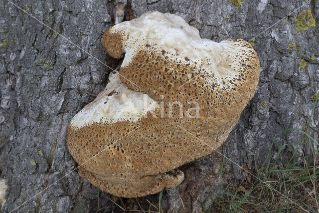 Oak Bracket (Inonotus dryadeus)