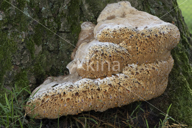 Oak Bracket (Inonotus dryadeus)