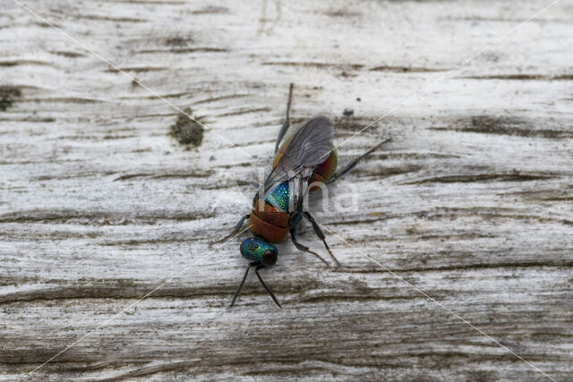 gold wasp