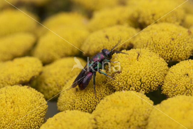 gold wasp