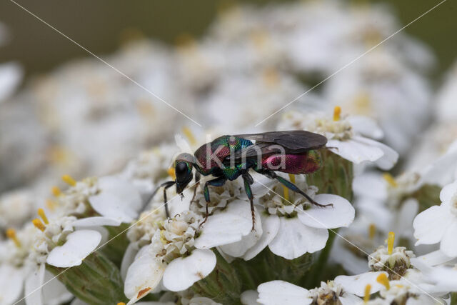 gold wasp