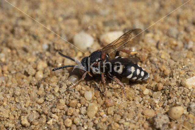 Heideviltbij (Epeolus cruciger)