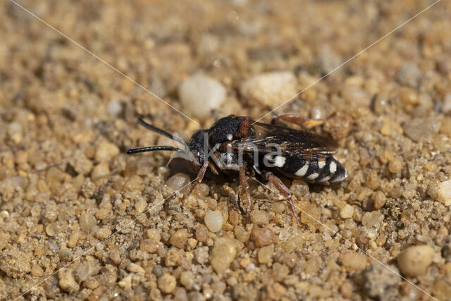 Heideviltbij (Epeolus cruciger)