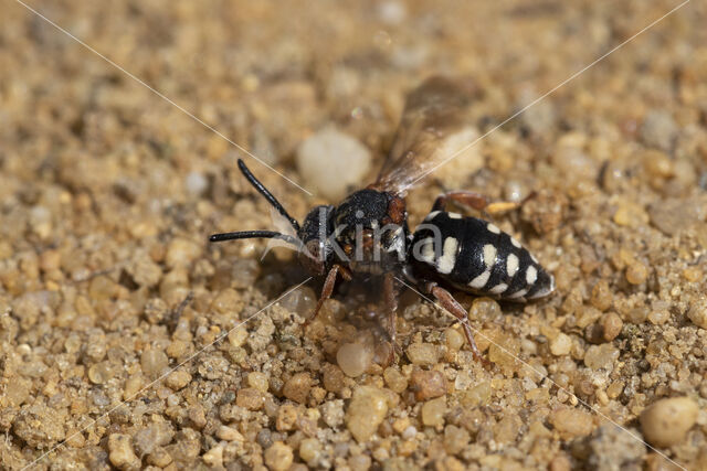 Heideviltbij (Epeolus cruciger)