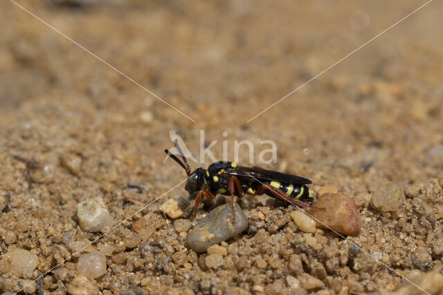 Heidewespbij (Nomada rufipes)