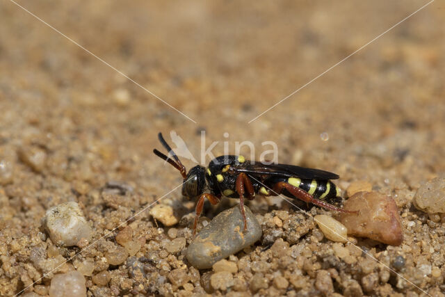 Wasp-bee (Nomada rufipes)