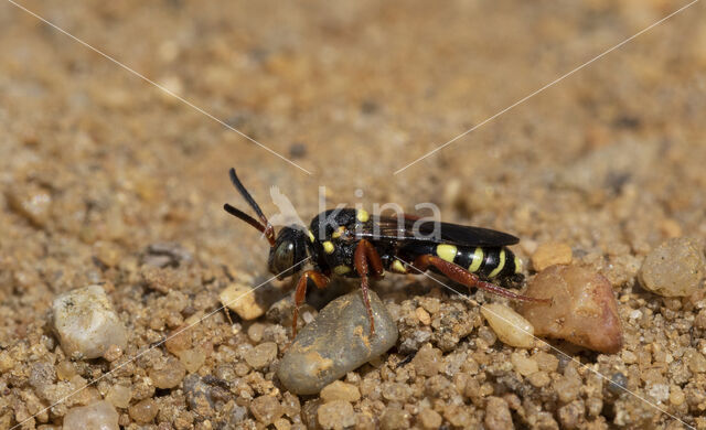 Wasp-bee (Nomada rufipes)