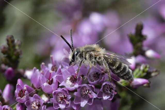 Heidezandbij (Andrena fuscipes)