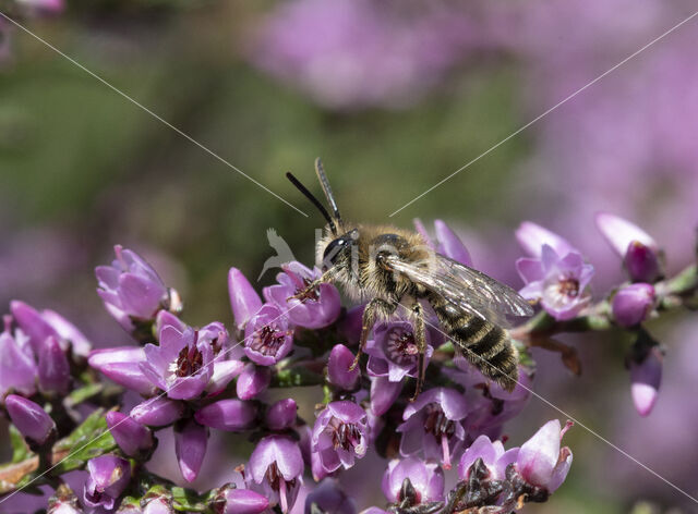 Heidezandbij (Andrena fuscipes)