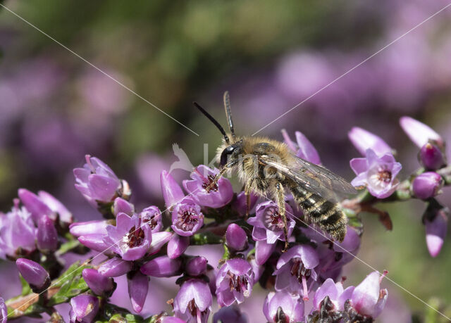 Yellow-legged mining bee (Andrena fuscipes)