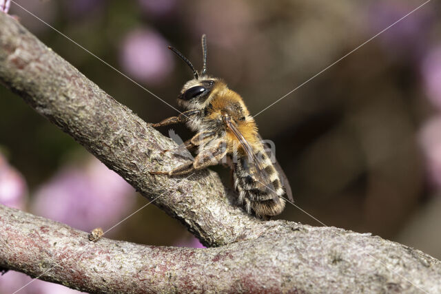 Heidezandbij (Andrena fuscipes)