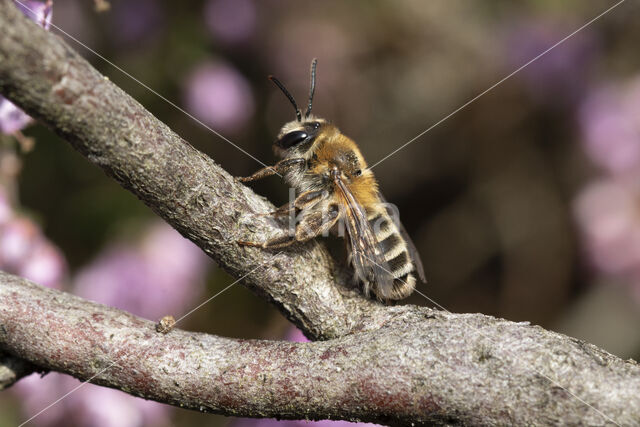 Heidezandbij (Andrena fuscipes)