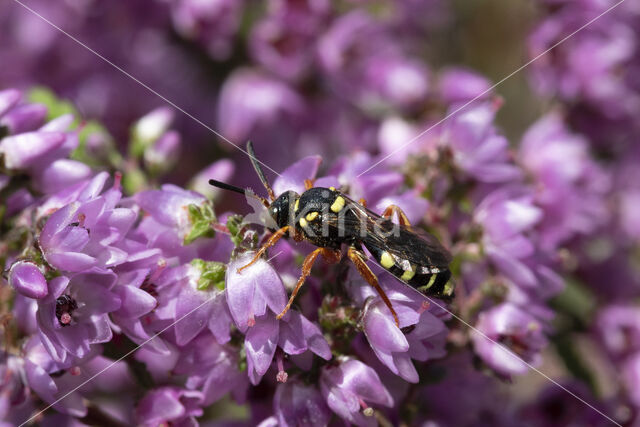 Wasp-bee (Nomada rufipes)