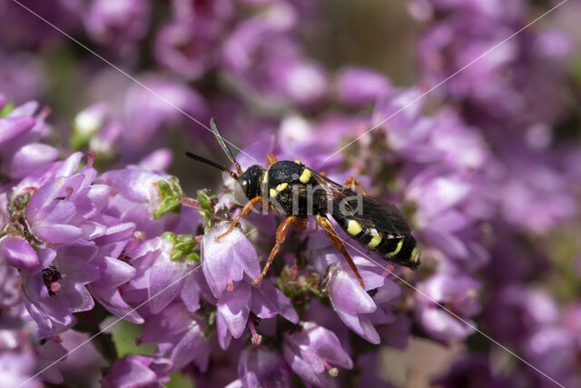 Heidewespbij (Nomada rufipes)