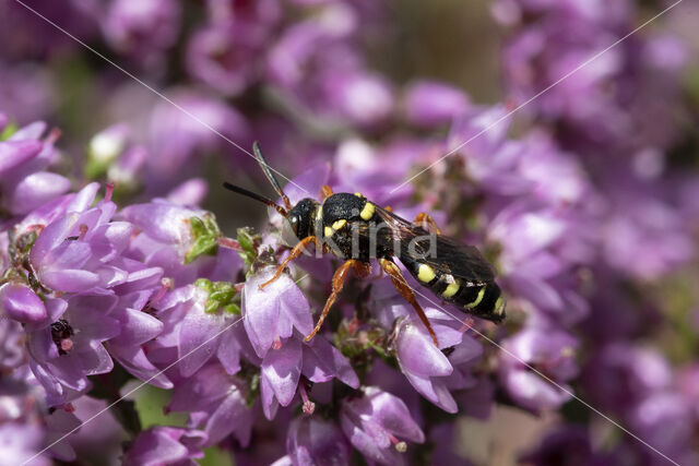 Heidewespbij (Nomada rufipes)