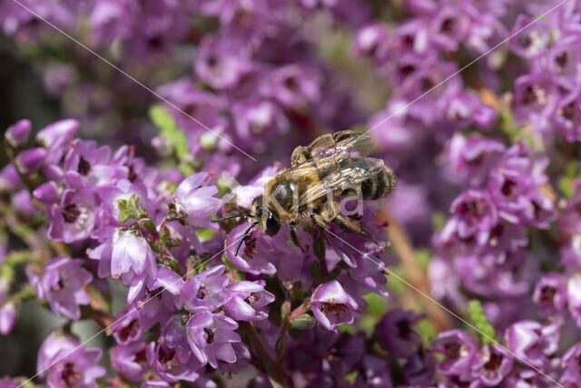 Heidezandbij (Andrena fuscipes)