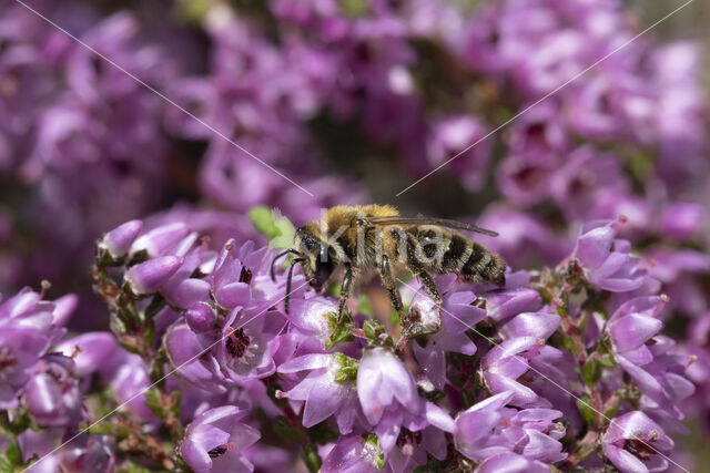 Heidezandbij (Andrena fuscipes)