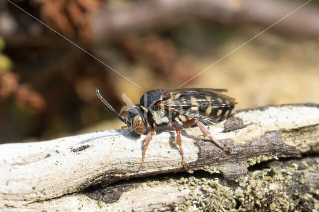 Heideviltbij (Epeolus cruciger)