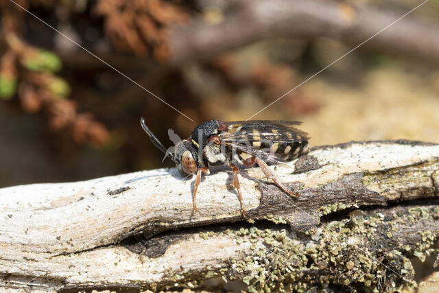 Heideviltbij (Epeolus cruciger)