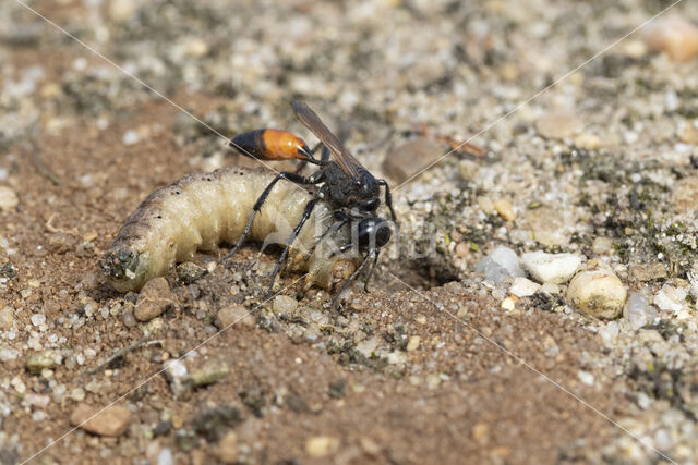 grote rupsendoder (ammophila sabulosa)