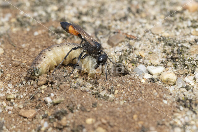 grote rupsendoder (ammophila sabulosa)