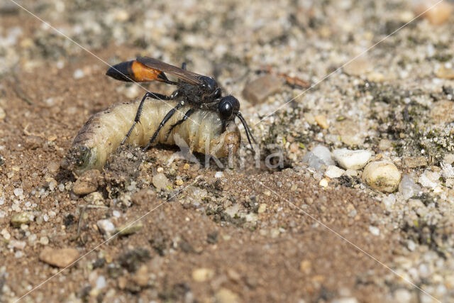 big caterpillar (ammophila sabulosa)